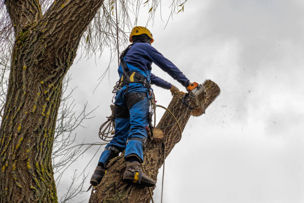 Best Tree Cutting Near Me  in Andover, MN